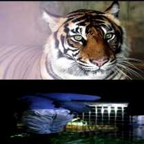 Harimau Yang Bikin Resah Warga Pulau Muda Sudah Masuk Perangkap
