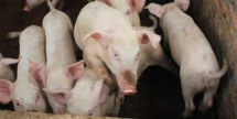 Flu Babi Mewabah, Pemprov Riau Tutup Pemasokan Ternak Babi Asal Kepri