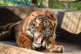 Harimau Sumtera Serang Pencari Batang Sagu di Kampung Penyengat Siak