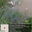 Diduga Tercemar Limbah PT GH, Ratusan Ikan Mati di Sungai Seko Inhu, Humas Perusahaan Terkesan Cuek Saat Dikonfirmasi 