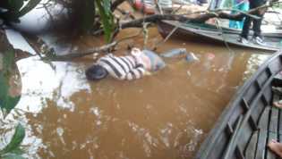Mayat Terikat Tanpa Identitas Ditemukan Terapung di Sungai Kampar Desa Sering