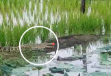 Diduga Terbawa Arus Sungai Indragiri, Warga Dusun Tua Kelayang Dihebohkan Dengan Kemunculan Tiga Ekor Buaya