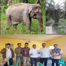 Warga Ukui Laporkan Gajah Berkeliaran Merusak Kebun