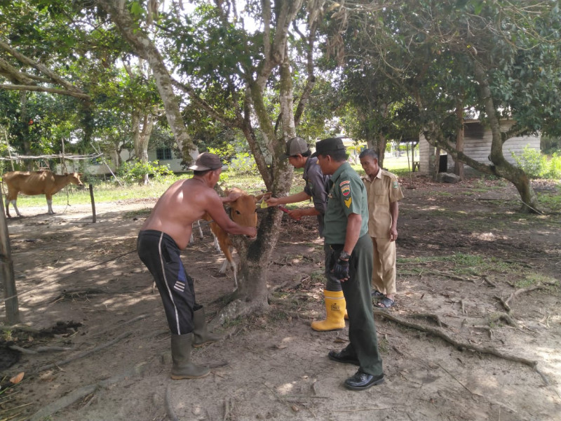 Cegah Penularan PMK Hewan Ternak, Serka Risman Girsang Giat Pendampingan dan Sosialisasi di Kampung Sungai Selodang