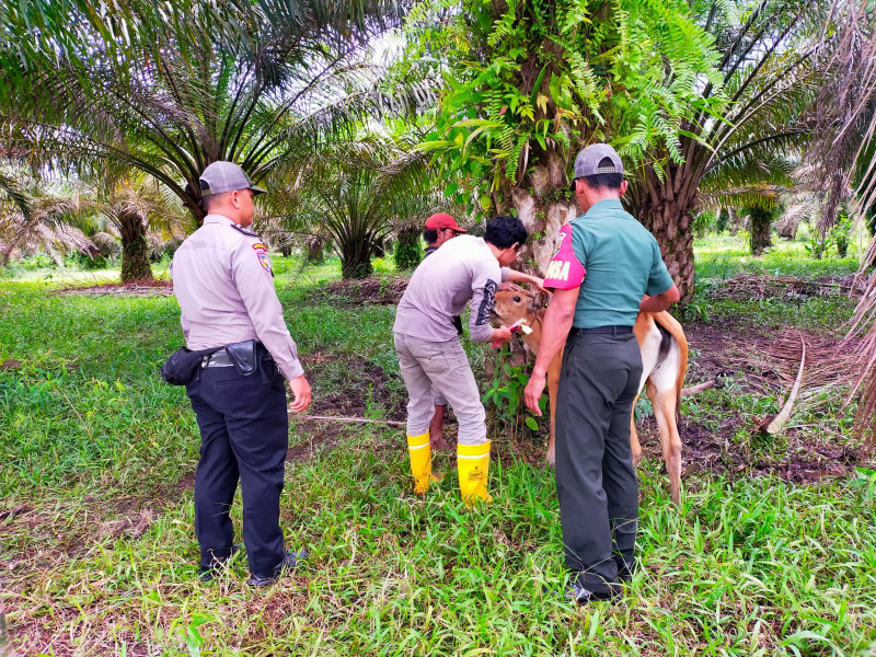 Cegah PMK di Kampung Teluk Lancang, Babinsa Kormail 03/Minas Monitoring URC & Pendampingan Vaksinasi Hewan 