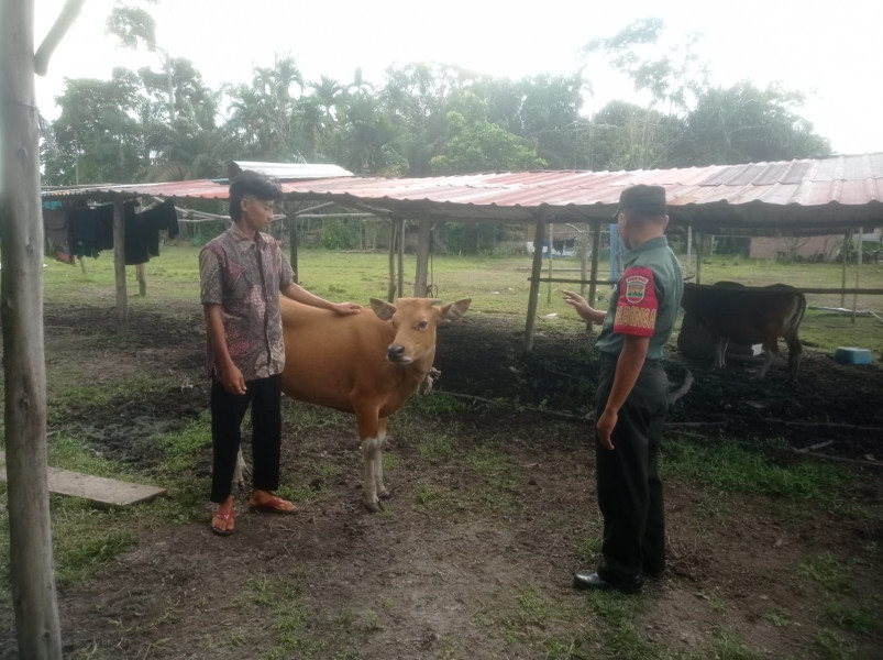Babinsa Kopda L.Sigalingging Sosialisasi Dan Pendampingan Antisipasi PMK Bersama Tim URC di Kampung Teluk Rimba