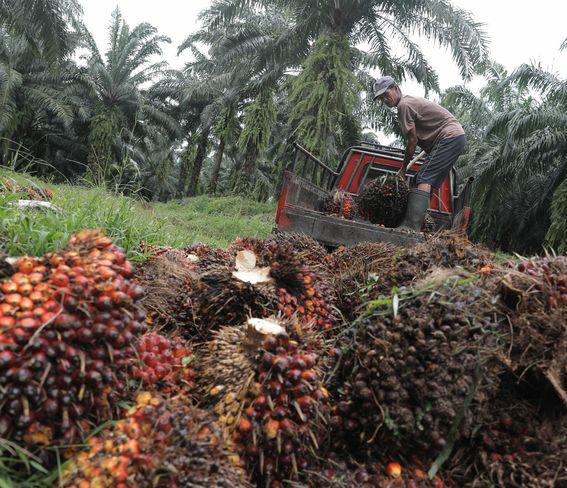 Pekan Ini Harga Kelapa Sawit di Riau Tembus Rp 3.244,57,- Perkilogram, Berikut Daftar Lengkapnya