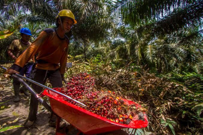 Jokowi Umumkan Buka Ekspor CPO, Petani Kelapa Sawit di Minas Ini Ucapkan Terimakasih