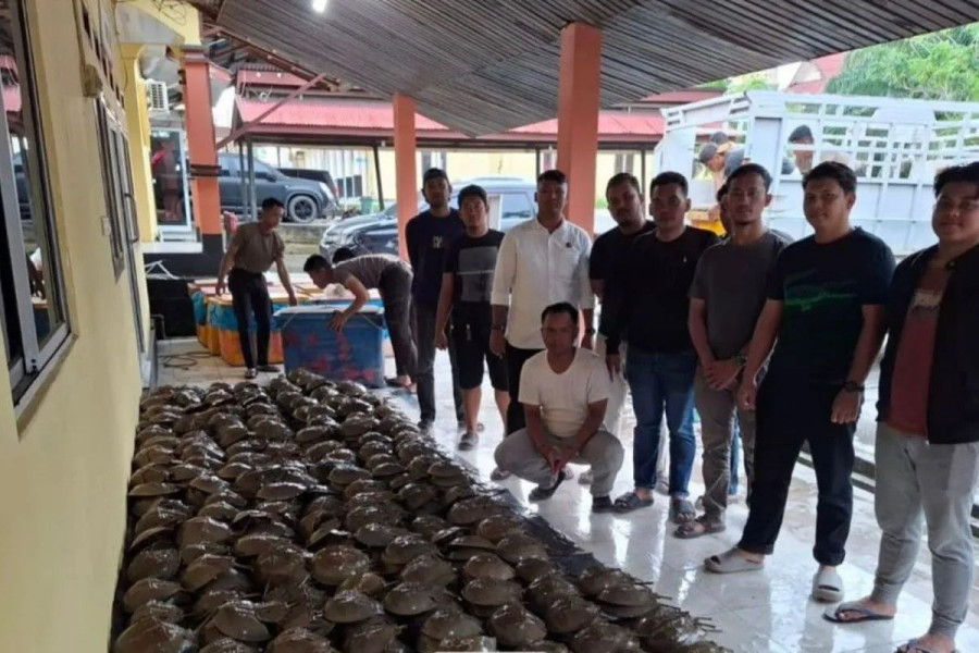 Polres Rohil Gagalkan Perdagangan Satwa Dilindungi Belangkas di Panipahan Darat
