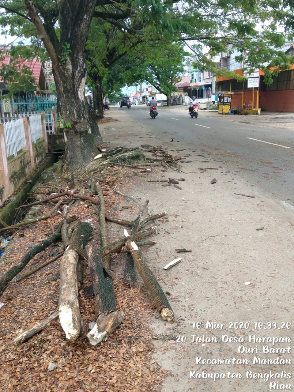 Seorang Jurnalis Media di Bengkalis Tertimpa Pohon Tumbang Saat Berkendara, Kini Dirawat Intensif