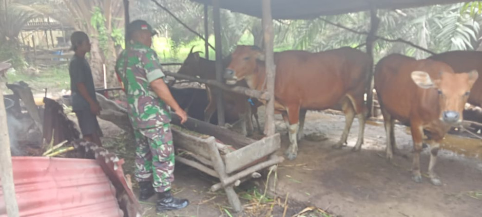 Babinsa Koramil 04/Perawang dan Tim URC Lakukan Surveilans PMK di Tualang, Hasilnya Negatif
