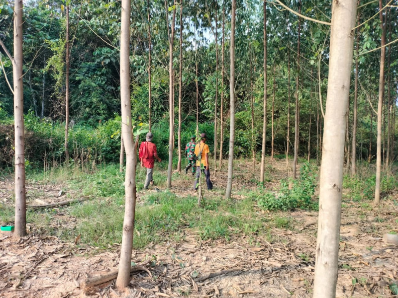 Babinsa Koramil 03/Minas Intensifkan Patroli Karhutla di Kampung Bencah Umbai, Sungai Mandau