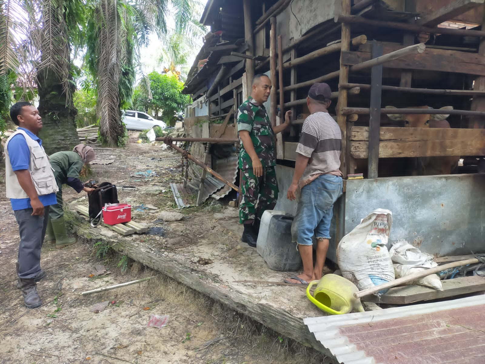 Bersama Stakeholder Terkait, Sertu Ardhi Syam Lakukan Pendampingan Vaksinasi Hewan Ternak Sapi di Minas Timur