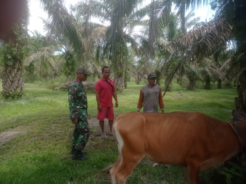 Sambangi Peternakan Sapi di Kampung Teluk Rimba, Kopda L Sigalingging Sosialisasi Serta Pendampingan Antisipasi PMK