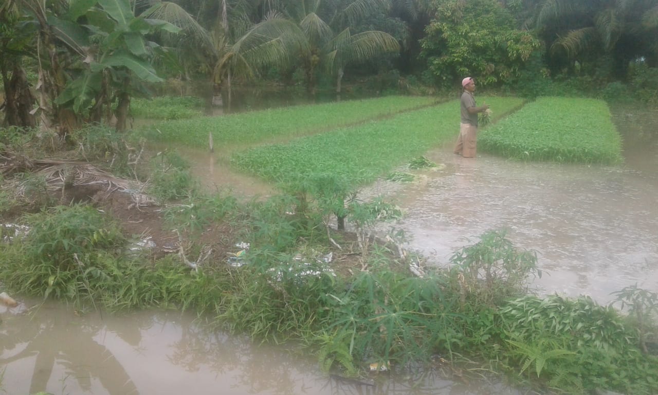 Banjir Akibat Curah Hujan Tinggi, Petani Sayur Kelurahan Bagan Keladi Kota Dumai Merugi