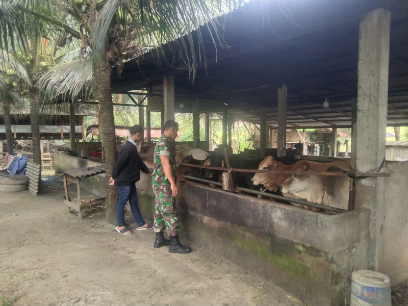 Sambangi Peternakan Sapi di Kampung Perawang Barat, Koptu Togi Sitorus Sosialisasi Serta Pendampingan Antisipasi PMK Bersama Tim URC