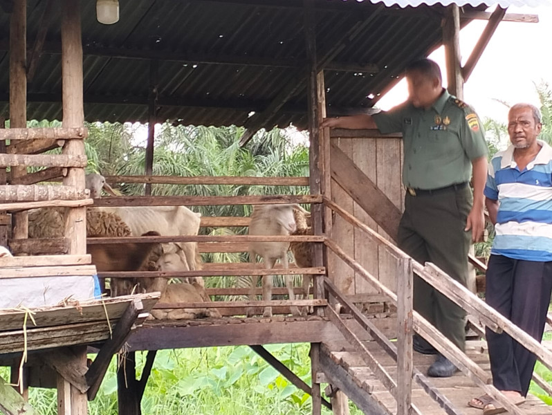 Antisipasi PMK Hewan Ternak di Kelurahan Perawang, Pelda Ramli Nasution Giat Surveilence