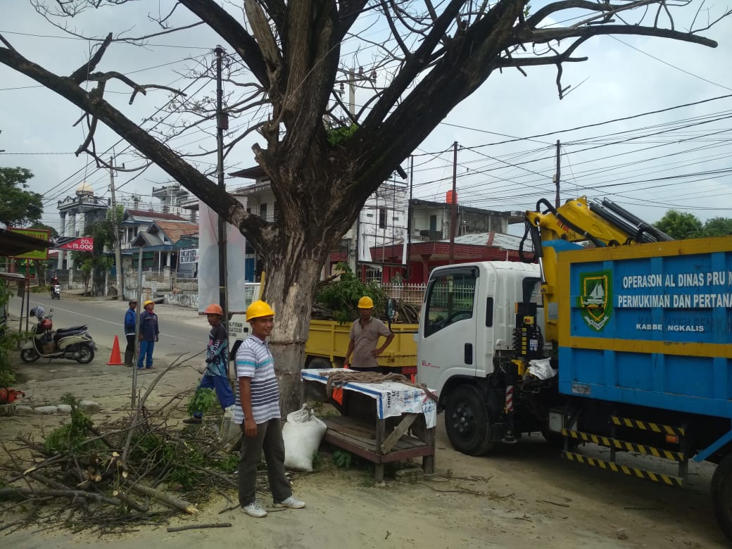 Pasca Ada Korban, UPT Perkim Kecamatan Mandau Bersihkan Dahan Pohon Pelindung