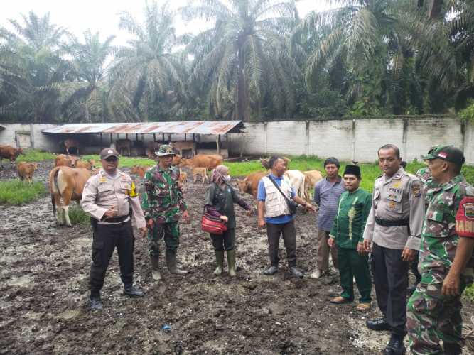 Bersama Tim Dari Puskeswan, Sertu Nuril Zafri Lakukan Pengecekan Hewan Ternak Antisipasi PMK di Kampung Rantau Bertuah 