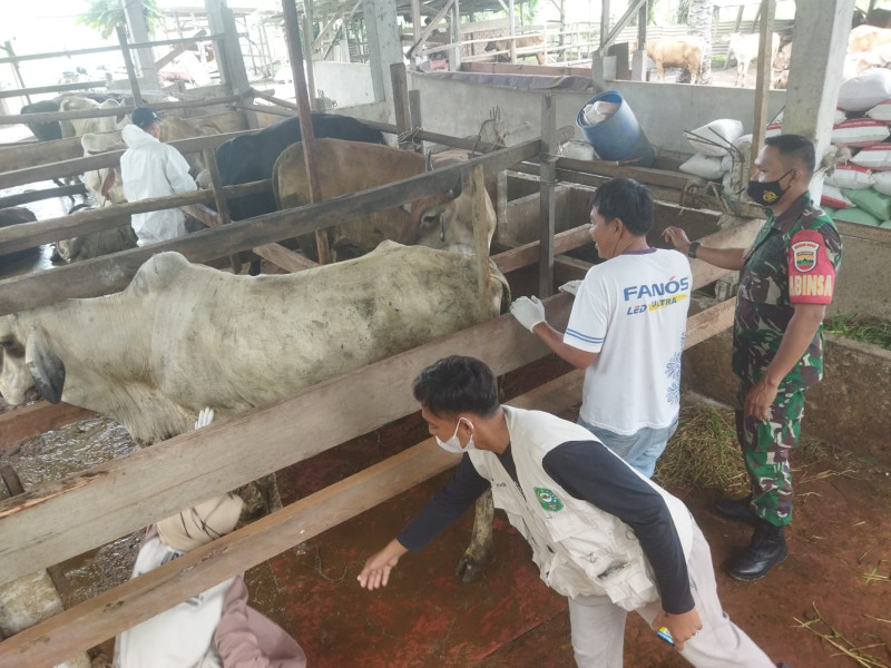 Babinsa Koramil 04/Perawang Koptu Hari Surachman Giat Pengendalian PMK Hewan Ternak di Kelurahan Perawang