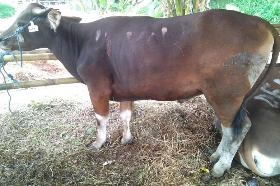 Jelang Idul Adha, Petugas Mulai Periksa Kesehatan Hewan Qurban di Riau