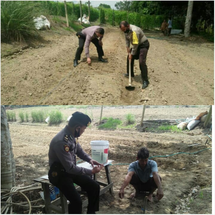 Polsek Bandar Sei Kijang Bantu Petani Ikut Bercocok Tanam