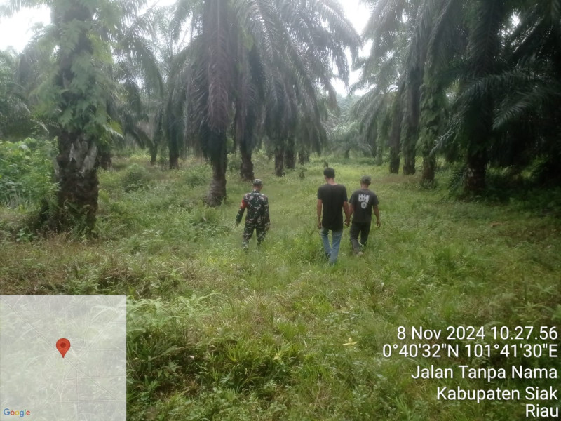 Babinsa Koramil 04/Perawang Patroli Pencegahan Karhutla di Kecamatan Koto Gasib