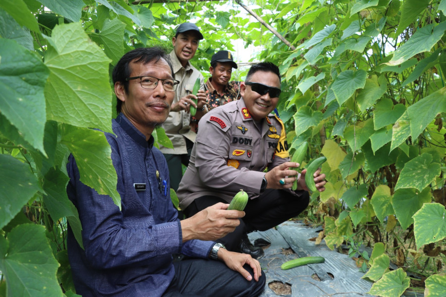 Desa Ketahanan Pangan Sejak 2020, Kapolres Inhu Panen Raya di Talang Jerinjing