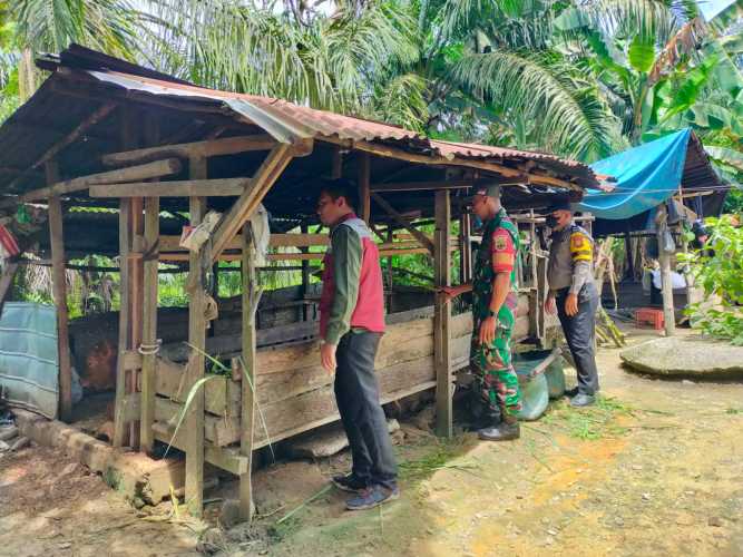 Bersama Tim Dari Puskeswan, Sertu Joko Purnomo Lakukan Pengecekan Hewan Ternak Antisipasi PMK di Kampung Bencah Umbai 