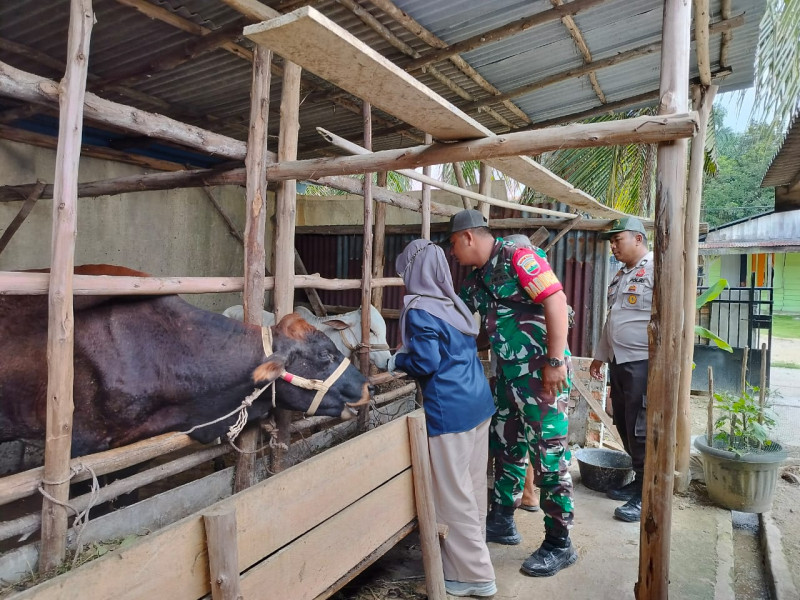 Babinsa Koramil Minas Giat Sosialisasi & Monitoring PMK Hewan Ternak di Minas Barat