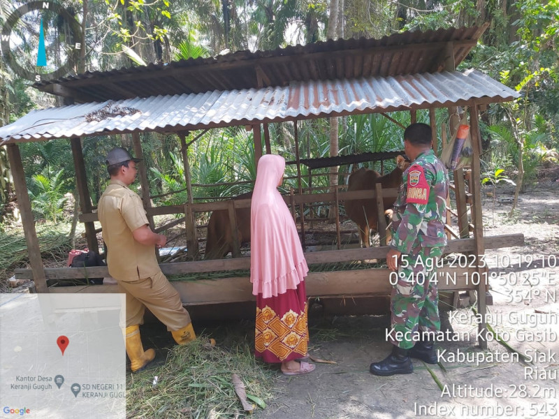 Babinsa Koramil 04/Perawang Bersama Tim URC Giat Penanggulangan PMK Hewan Ternak di Kampung Keranji Guguh