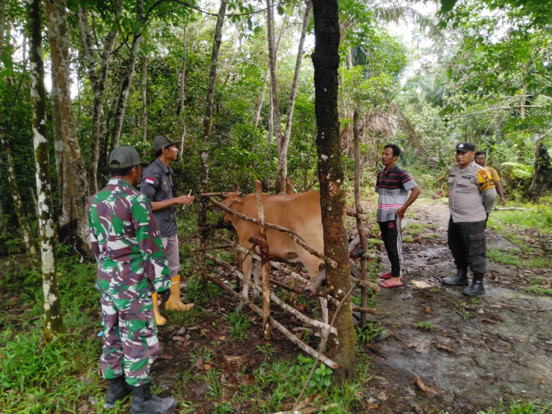 Serka Risman Girsang Giat Pendampingan Vaksinasi Hewan Ternak Antisipasi PMK di Kampung Sungai Selodang 