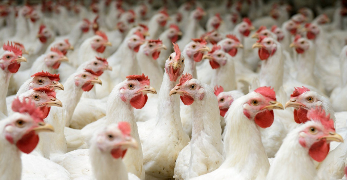 Masyarakat Diminta Waspada Ayam Positif Flu Burung Ditemukan di Kampar