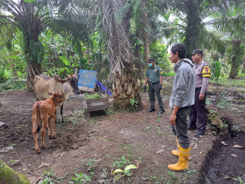 Babinsa Serka Risman Girsang Sosialisasi Dan Pendampingan Antisipasi PMK di Kampung Sungai Selodang