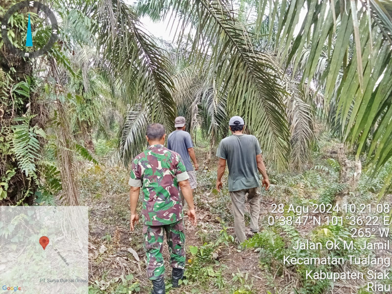 Beserta Tim, Serda L Syahdanur Lakukan Giat Patroli Guna Cegah Kebakaran Hutan Serta Lahan di Tualang