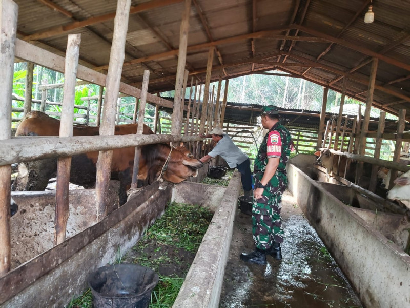 Babinsa Koramil 04/Perawang Antisipasi PMK Hewan Ternak Dengan Cara Lakukan Surveilence Bersama Tim URC di Kampung Keranji Guguh