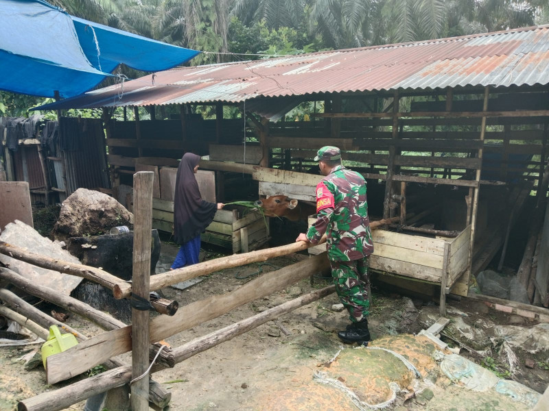 Babinsa Koramil 03/Minas Serda Haris SP Gencar Pantau Penyebaran PMK di Kampung Muara Kelantan Babinsa Koramil 03/Minas Serda Haris SP Gencar Pantau Penyebaran PMK di Kampung Muara Kelantan