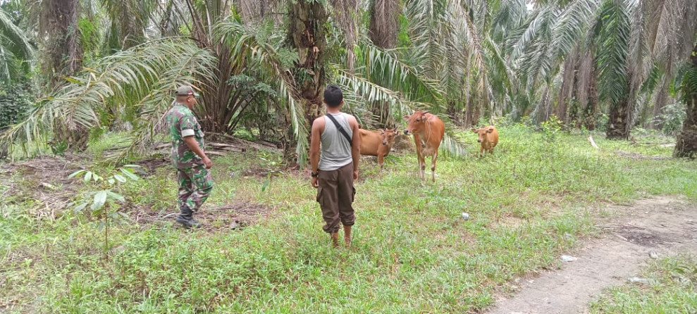 Babinsa Koramil 04/Perawang Lakukan Surveilance, Peternakan Sapi di Kuala Gasib Aman Dari PMK