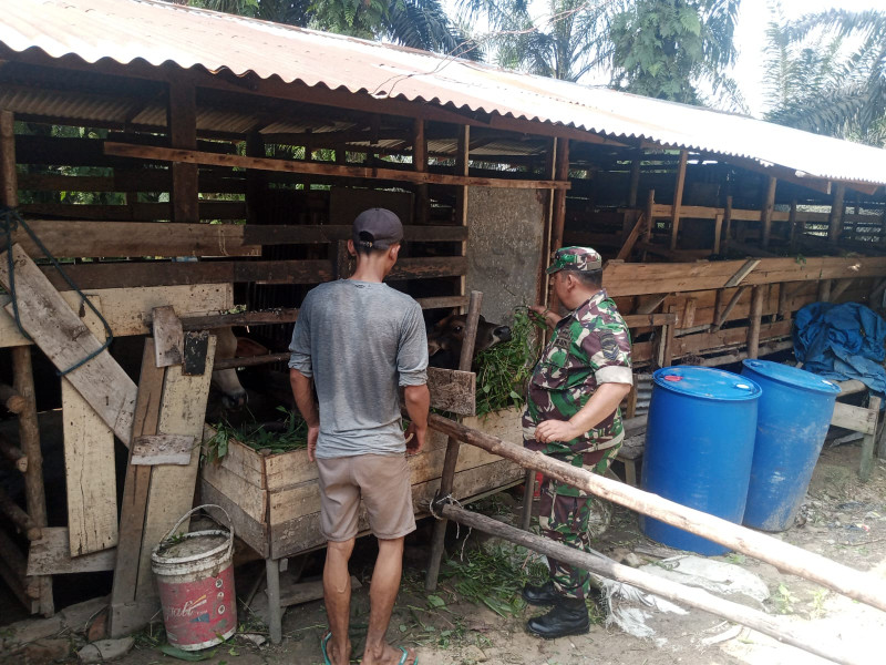 Cegah Penyebaran Virus PMK, Babinsa Koramil Minas Serka D Sihombing Giat Pendampingan Dan Sosialisasi di Muara Bungkal