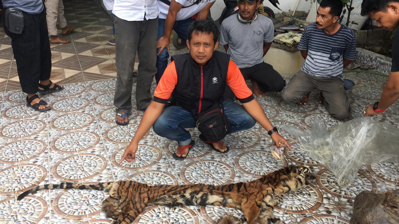 Polda Riau Bekuk 3 Orang Kurir Perdagangan Gelap Kulit Dan Organ Harimau Sumatera