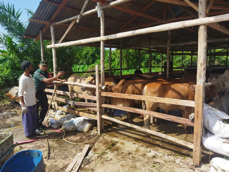 Antisipasi PMK Hewan Ternak Sapi, Koptu Hari Surachman Giat Surveilence di Kelurahan Perawang