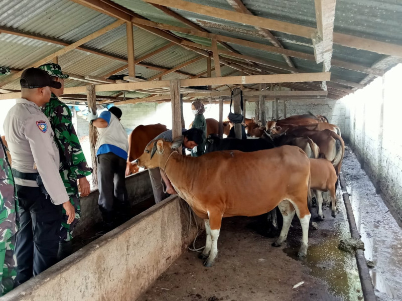 Babinsa Koramil 03/Minas Rutin Sambangi Peternak Sapi, Sosialisasikan Pencegahan PMK