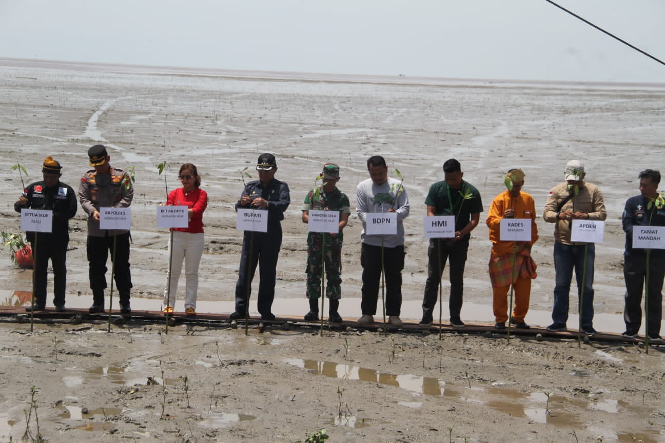 Peringatan Hari Ozon Sedunia, Festival Menongkah Tanam 1000 Mangrove Di Pantai Lumpur Perairan Indragiri