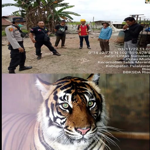 Harimau Muncul Tebar Ancaman, BKSDA Berkata Hutan Rusak