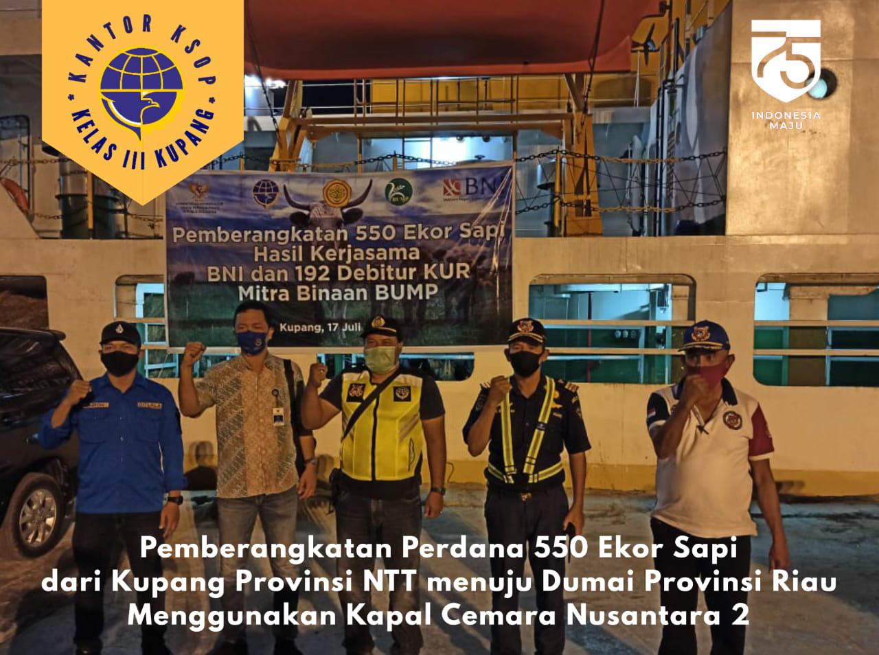 Didukung Pemerintah Pusat, Murni Dana Seknas BUMP Indonesia, 550 Ekor Sapi NTT Menuju Dumai