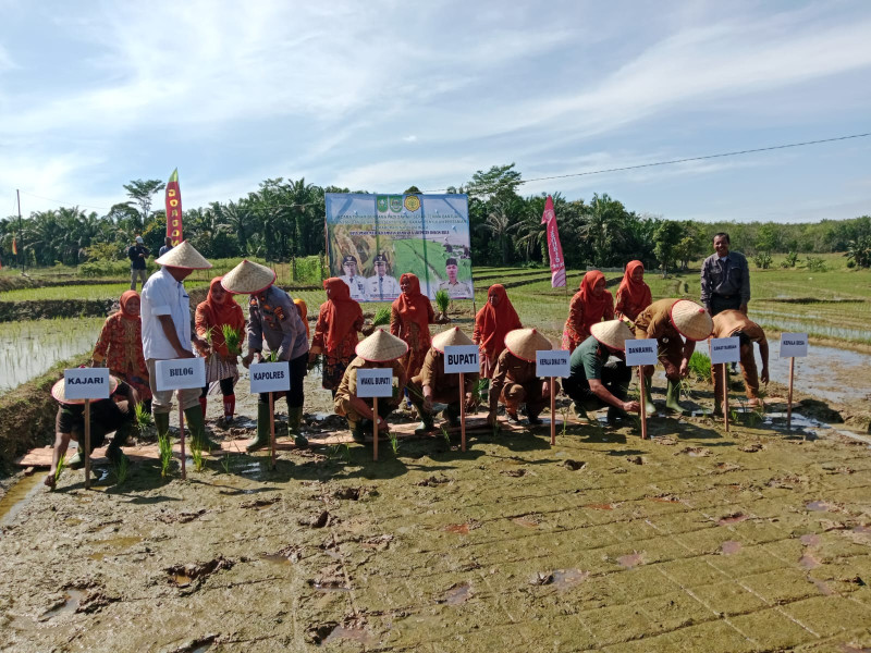 Bupati Rohul Serahkan Bantuan Traktor & Bibit Padi, Dorong Produktivitas Petani Desa Pasir Maju