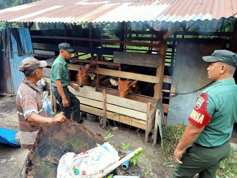 Cegah Penyebaran Virus PMK, Koptu Salomo Sembiring Lakukan Pendampingan Vaksinasi di Minas Jaya