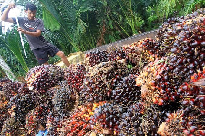 Pemerintah Buka Kran Ekspor CPO, Petani Kelapa Sawit Kabupaten Siak Ungkapkan Terimakasih ke Jokowi