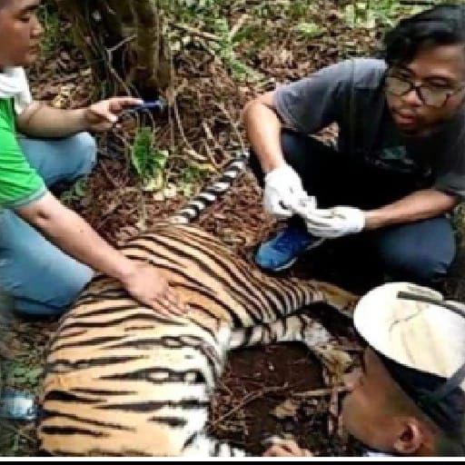 Seekor Harimau Sumatra Terjerat di Lokasi HTI RAPP Teluk Meranti