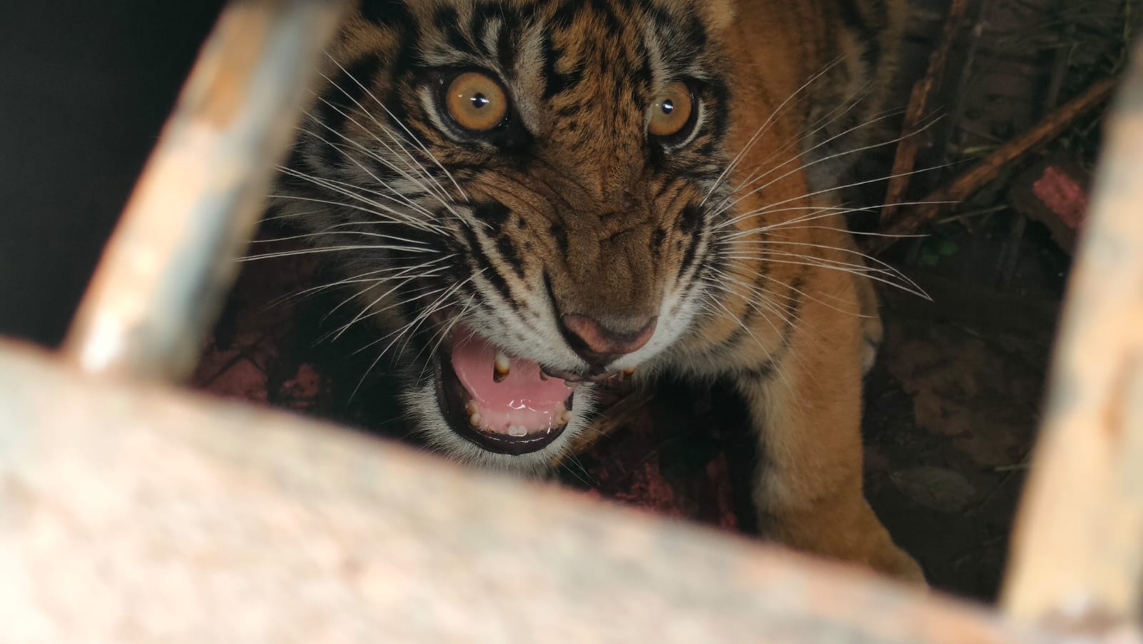 BBKSDA Riau Evakuasi Harimau Sumatera, Terperangkap Di Tanjung Pulai Pulau Muda